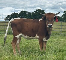 LF Grand Duchess