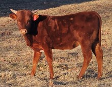 LF Coca-Cola Cowgirl